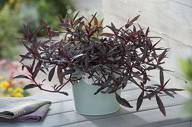 《真人快打11》Steam在线超《真人快打1》两倍